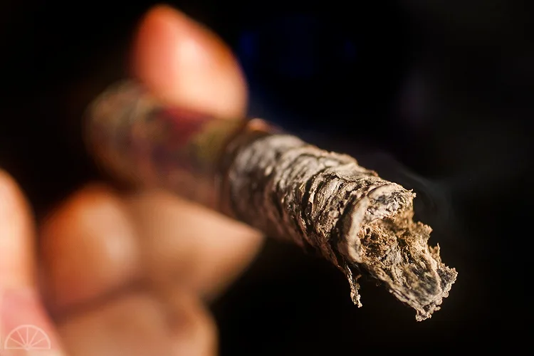 Flor de las Antillas Lancero